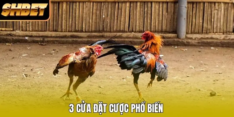 3 cửa đặt cược phổ biến 3 cửa đặt cược phổ biến