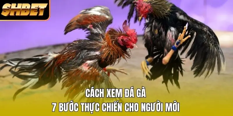 1 Cách Xem Đá Gà - 7 Bước Thực Chiến Cho Người Mới Cách Xem Đá Gà - 7 Bước Thực Chiến Cho Người Mới