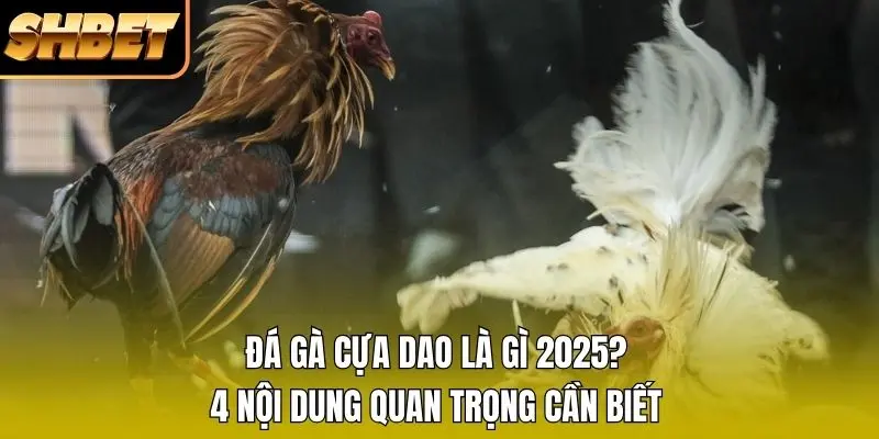1 Đá Gà Cựa Dao Là Gì 2026? 4 Nội Dung Quan Trọng Cần Biết Đá Gà Cựa Dao Là Gì 2026? 4 Nội Dung Quan Trọng Cần Biết
