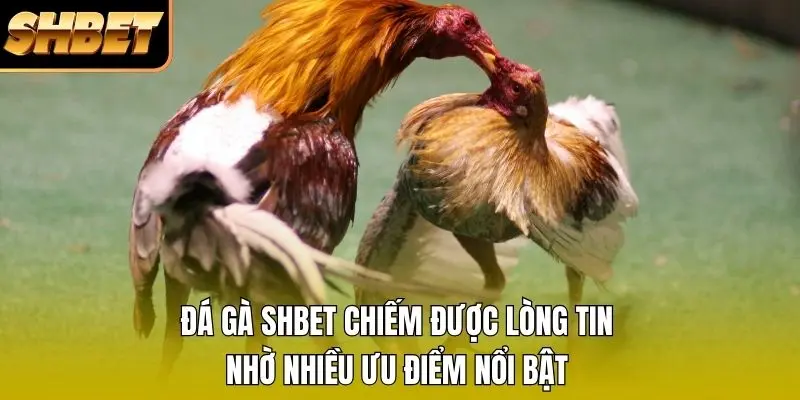 Đá gà SHBET chiếm được lòng tin nhờ nhiều ưu điểm nổi bật Đá gà SHBET chiếm được lòng tin nhờ nhiều ưu điểm nổi bật