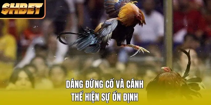 Dáng đứng cổ và cánh thể hiện sự ổn định Dáng đứng cổ và cánh thể hiện sự ổn định