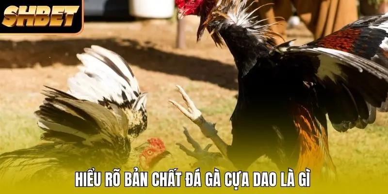 Hiểu rõ bản chất đá gà cựa dao là gì Hiểu rõ bản chất đá gà cựa dao là gì