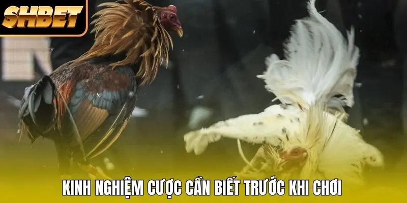 Kinh nghiệm cược cần biết trước khi chơi Kinh nghiệm cược cần biết trước khi chơi