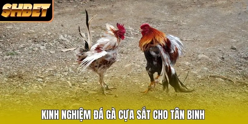 Kinh nghiệm đá gà cựa sắt cho tân binh Kinh nghiệm đá gà cựa sắt cho tân binh