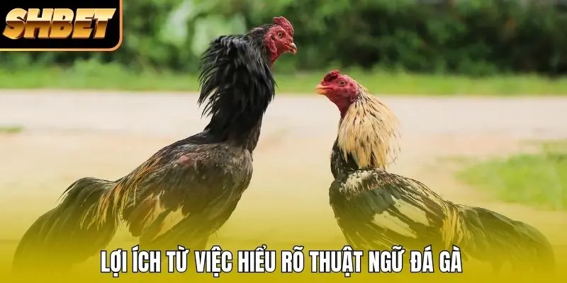 Lợi ích từ việc hiểu rõ thuật ngữ đá gà Lợi ích từ việc hiểu rõ thuật ngữ đá gà