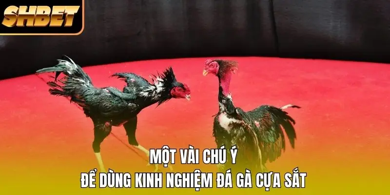 Một vài chú ý để dùng kinh nghiệm đá gà cựa sắt Một vài chú ý để dùng kinh nghiệm đá gà cựa sắt