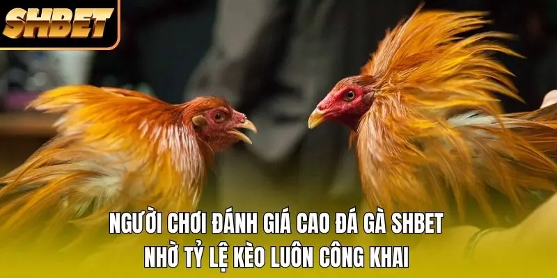 Người chơi đánh giá cao đá gà SHBET nhờ tỷ lệ kèo luôn công khai Người chơi đánh giá cao đá gà SHBET nhờ tỷ lệ kèo luôn công khai