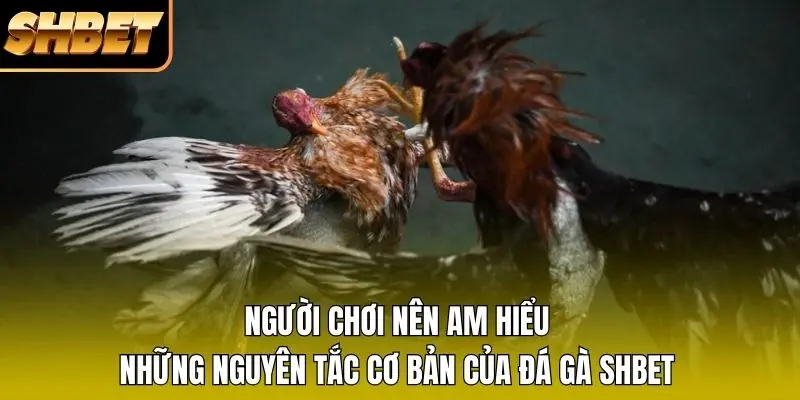 Người chơi nên am hiểu những nguyên tắc cơ bản của đá gà SHBET Người chơi nên am hiểu những nguyên tắc cơ bản của đá gà SHBET