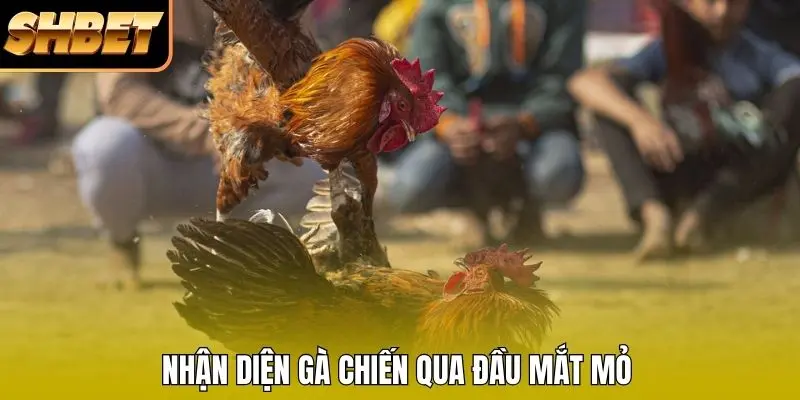 Nhận diện gà chiến qua đầu mắt mỏ Nhận diện gà chiến qua đầu mắt mỏ