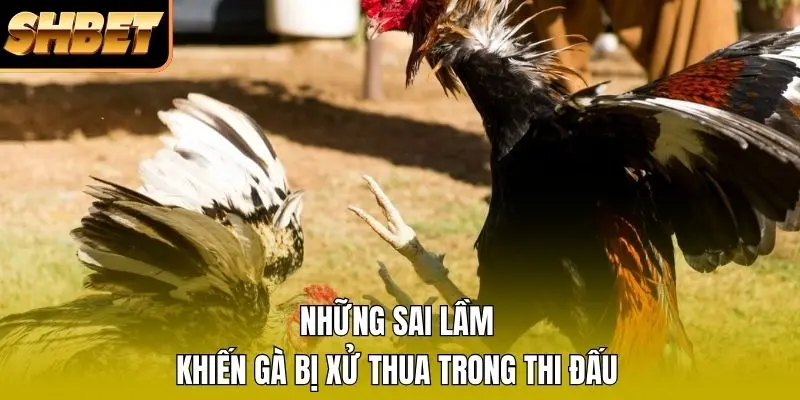 Những sai lầm khiến gà bị xử thua trong thi đấu Những sai lầm khiến gà bị xử thua trong thi đấu