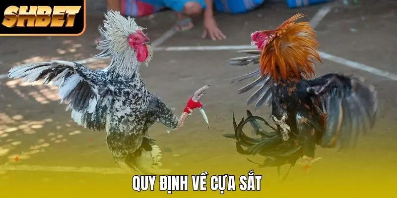 Quy định về cựa sắt Quy định về cựa sắt