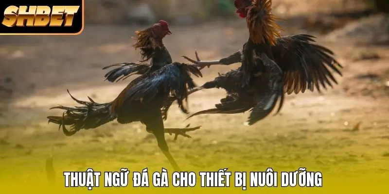 Thuật ngữ đá gà cho thiết bị nuôi dưỡng Thuật ngữ đá gà cho thiết bị nuôi dưỡng