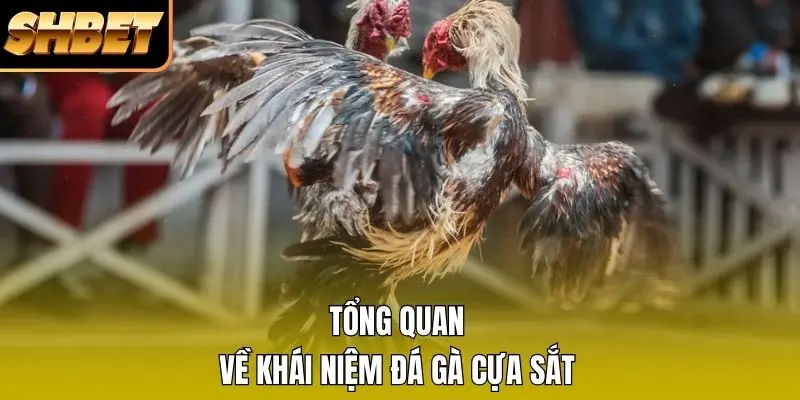 2 Đá Gà Cựa Sắt 2026 - 7 Nội Dung Quan Trọng Cần Biết Tổng quan về khái niệm đá gà cựa sắt