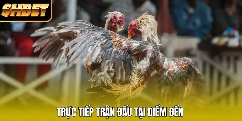 Trực tiếp trận đấu tại điểm đến Trực tiếp trận đấu tại điểm đến