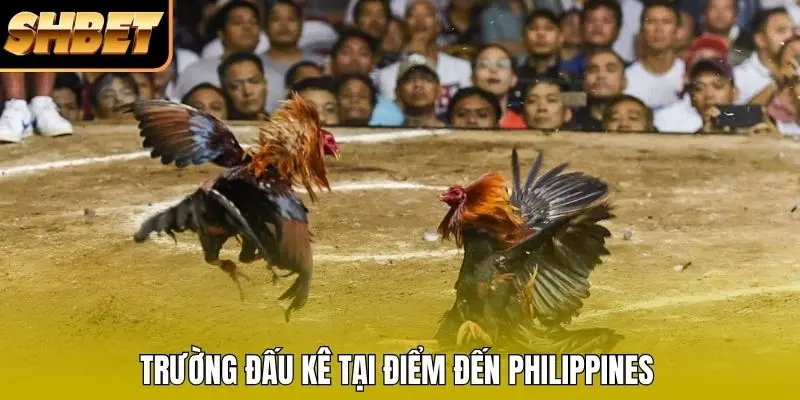 Trường đấu kê tại điểm đến Philippines Trường đấu kê tại điểm đến Philippines